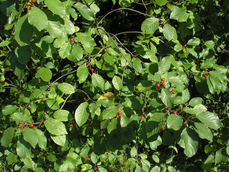 Ciri-ciri alder buckthorn