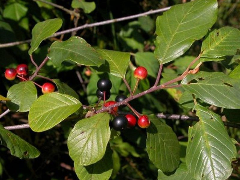 Tumbuhan Buckthorn