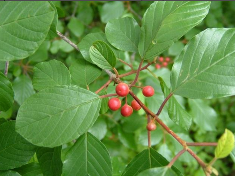 Mengapa buckthorn berguna