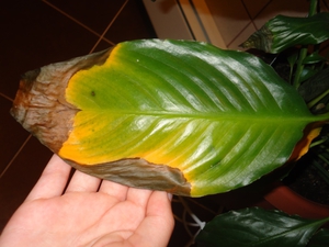 Penjagaan spathiphyllum