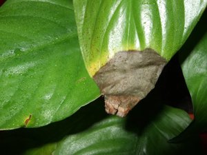 Cara merawat spathiphyllum dalaman dengan betul