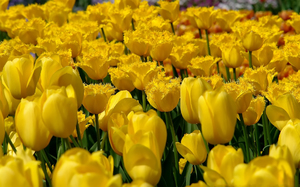 Tulip kuning sangat cantik, tetapi tidak begitu popular di negara kita kerana khurafat.