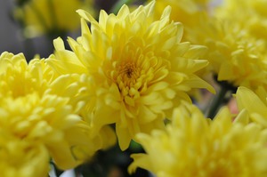 Aster kuning mekar pada musim luruh di katil bunga di kebun