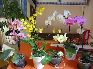 Cara menanam phalaenopsis dengan betul