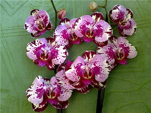 Pelbagai Phalaenopsis