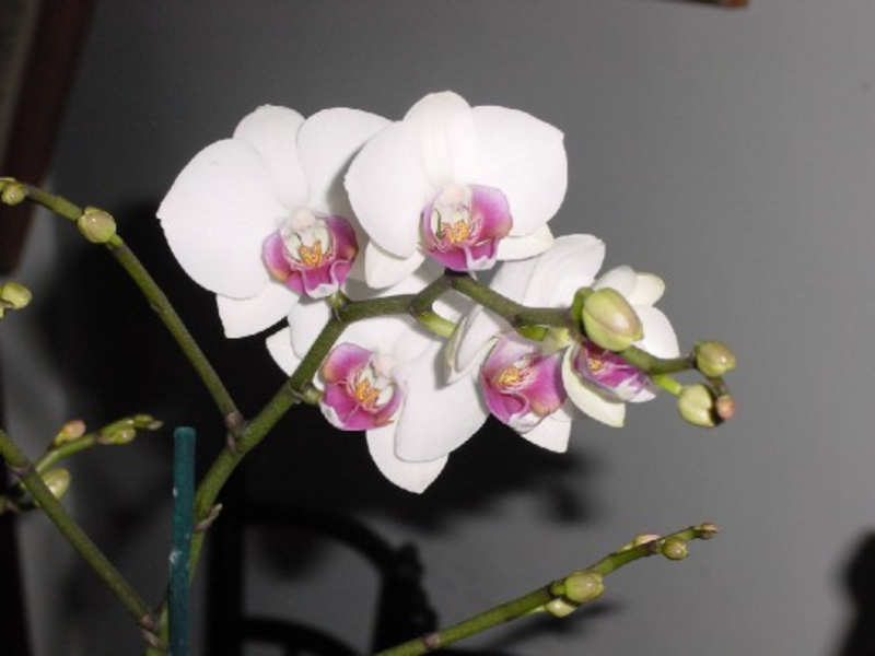 Apakah keanehan tanaman phalaenopsis