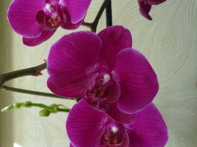 Pembiakan phalaenopsis