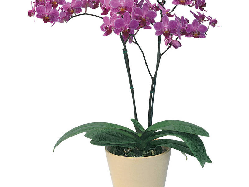 Cara merawat phalaenopsis dengan betul