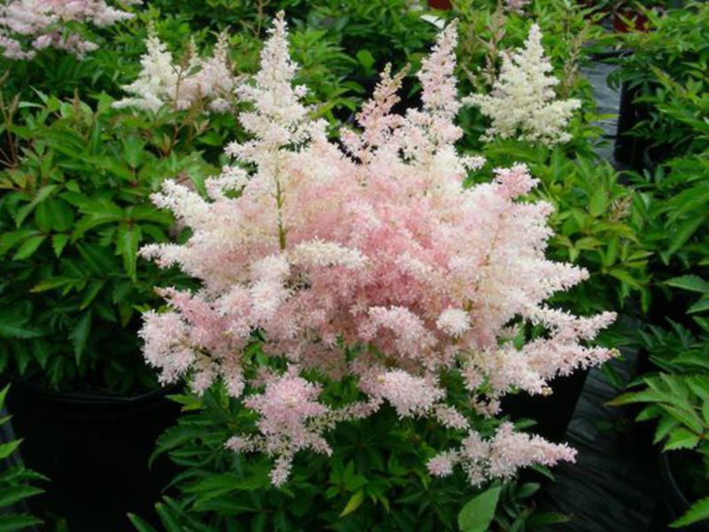 Cara overdosis astilbe