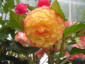 Jenis begonia