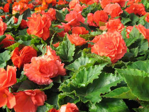 Cara merawat begonia