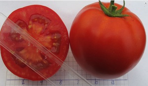 Cara menanam tomato dengan tangan anda sendiri