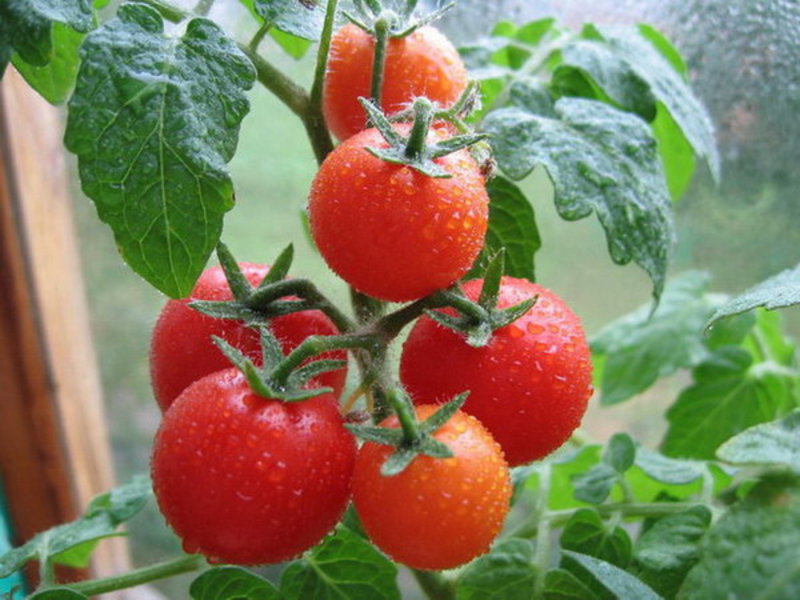 Cara menjaga anak benih tomato