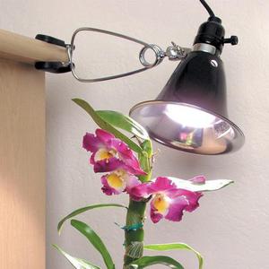 Petua Pencahayaan untuk Phalaenopsis