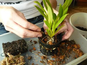 Cadangan kedai bunga untuk memberi makan Phalaenopsis dengan betul