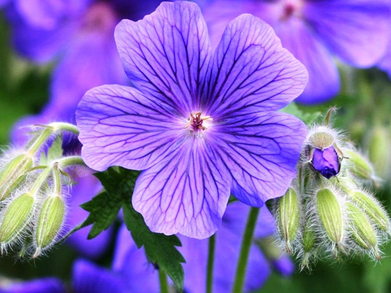 Hiasan dalaman geranium