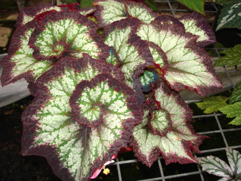 Begonia dalaman