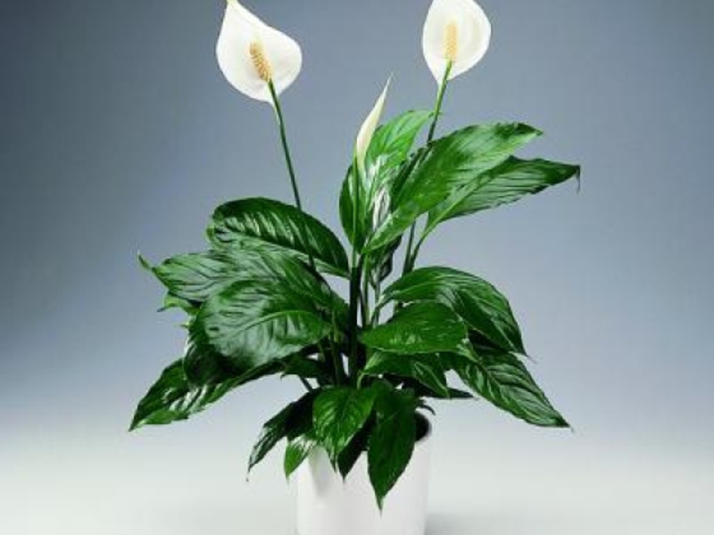 Spathiphyllum dalaman