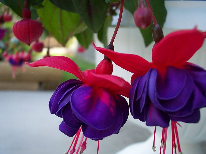 Fuchsia dalaman