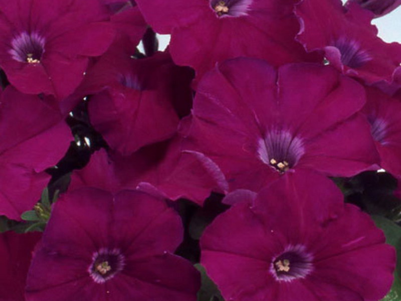 Varieti petunia hibrid