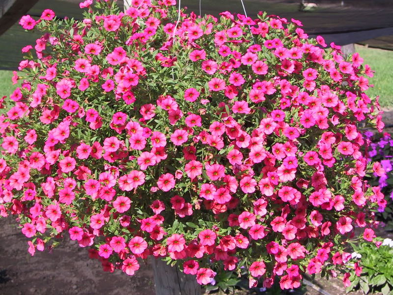 Pengelasan Petunias