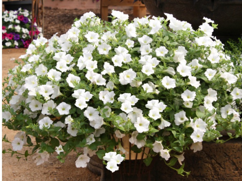 Varieti petunia