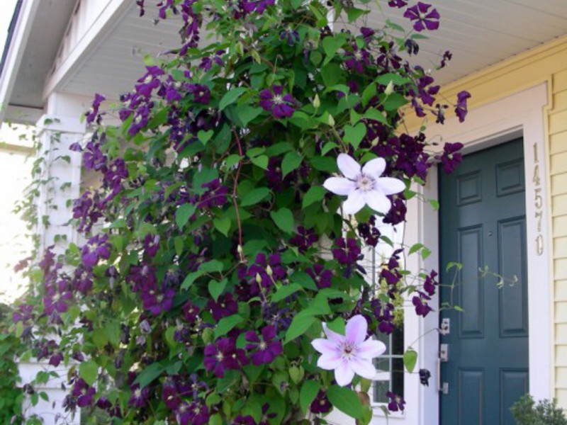 Petunias di balkoni.