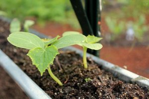 Petua dari tukang kebun yang berpengalaman tentang cara menanam anak benih timun