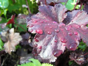 Cara menumbuhkan Heuchera