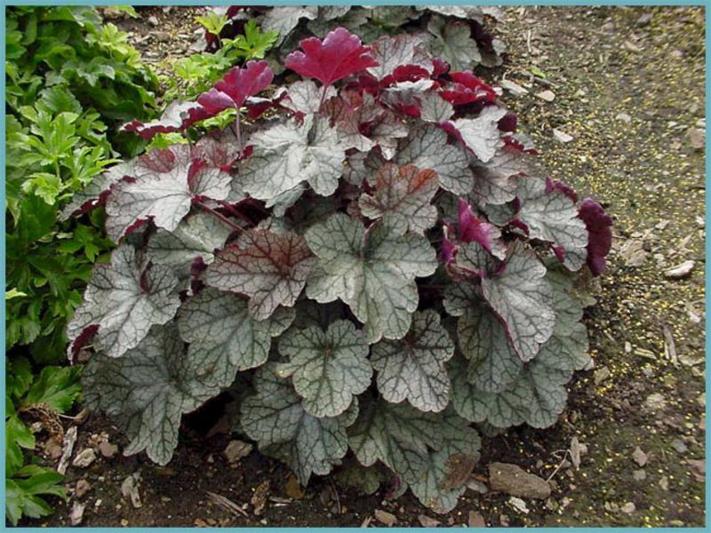 Belukar taman Heuchera