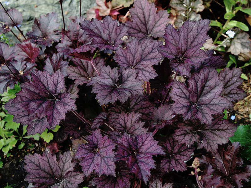 Heuchera berbunga