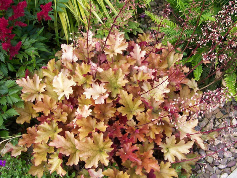 Heuchera semak di kebun