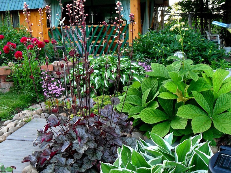 Heuchera berbunga