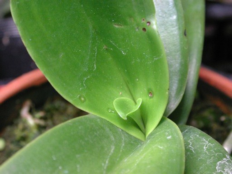 Rotan Leher Phalaenopsis