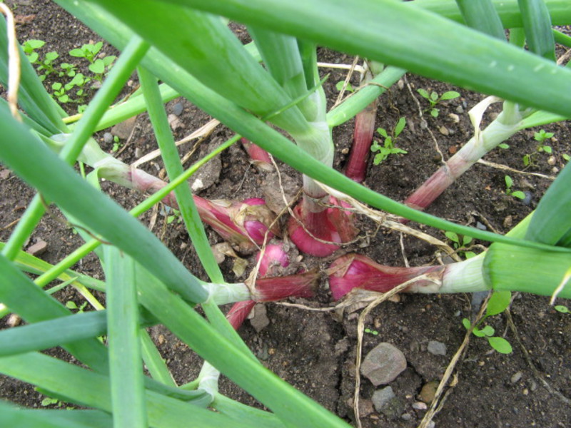 Bawang merah di kebun