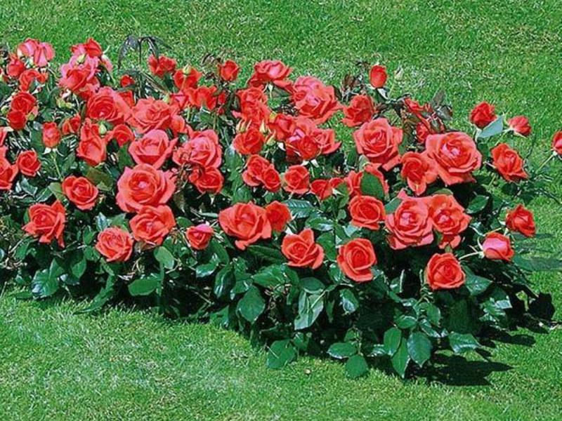 Pelbagai jenis polyanthus rose