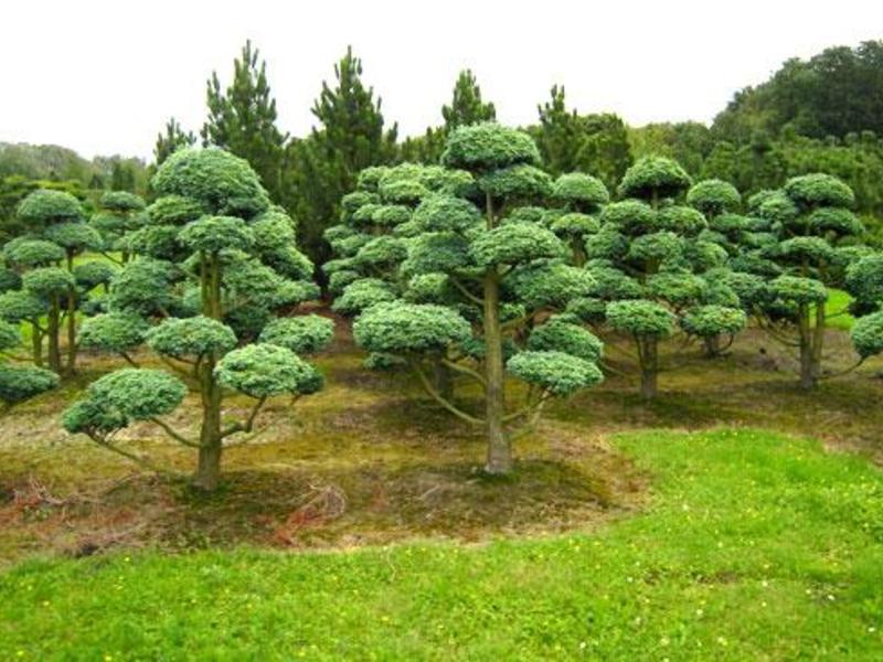 Apakah kaedah terbaik untuk menanam pokok