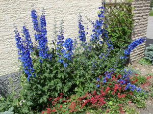 Bunga Delphinium