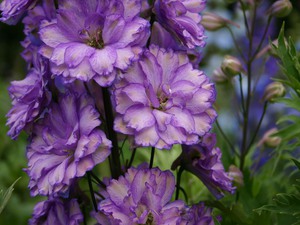 Cara menanam delphinium