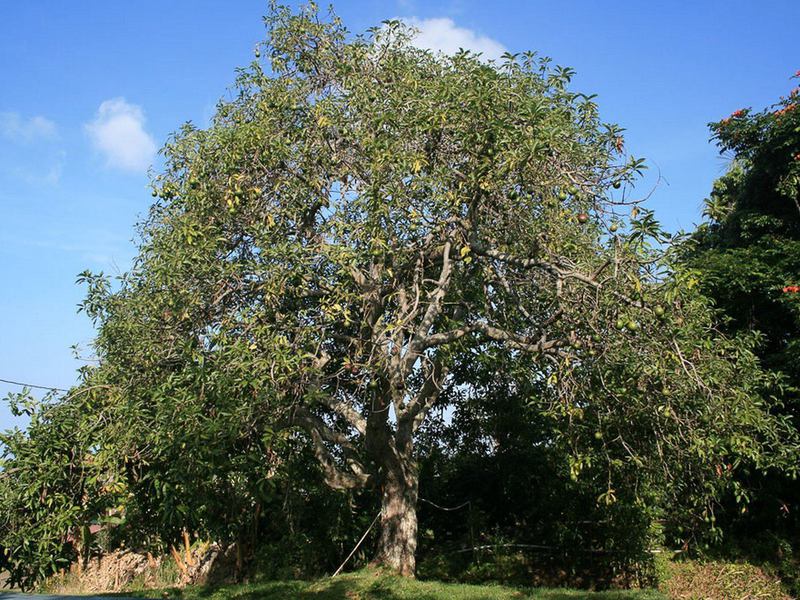 Ciri-ciri pertumbuhan pokok alpukat