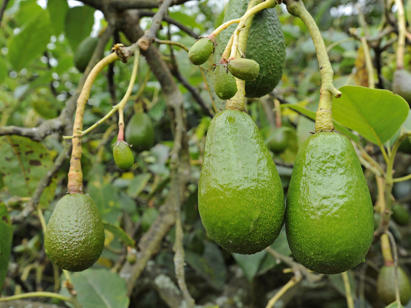 Penerangan mengenai buah alpukat