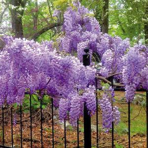 Cara menanam wisteria di pinggir bandar