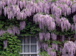 Wisteria mekar