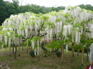 Aroma bunga Wisteria.