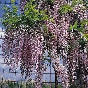 Wisteria yang semakin meningkat