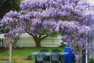 Cara merawat wisteria dengan betul