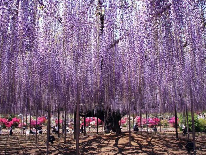 Cara menanam wisteria di pinggir bandar