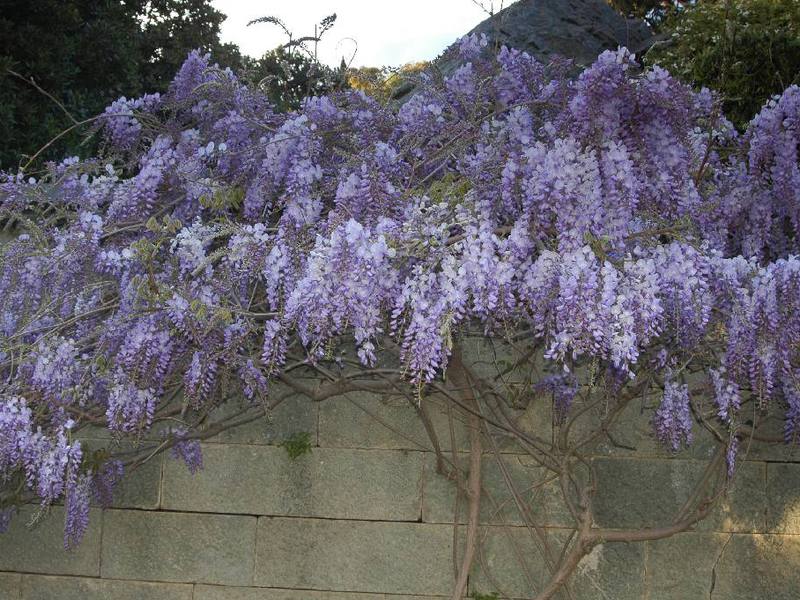 Pokok Wisteria