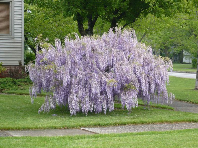 Aroma bunga Wisteria.