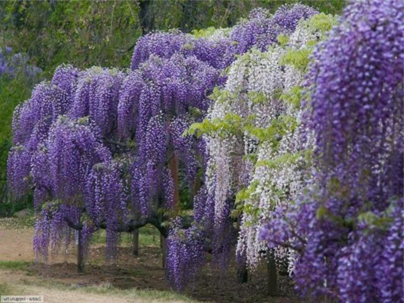 Hiasan taman Wisteria